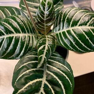Beautiful Zebra Plant